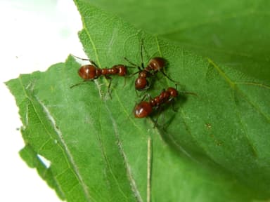 Polyergus rufescens — queen photo 26