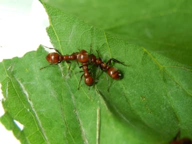 Polyergus rufescens — queen photo 27