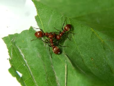 Polyergus rufescens — queen photo 28