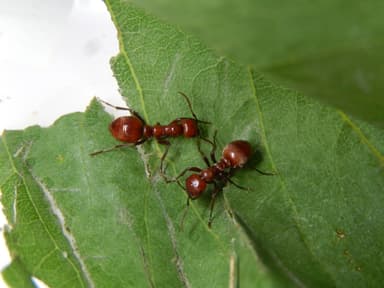 Polyergus rufescens — queen photo 29