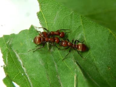 Polyergus rufescens — queen photo 30