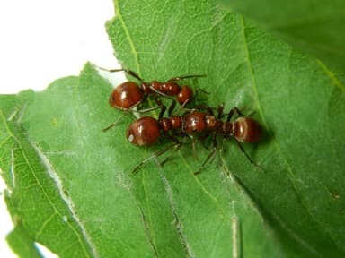 Polyergus rufescens — queen photo 31