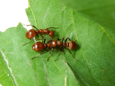 Polyergus rufescens — queen photo 32