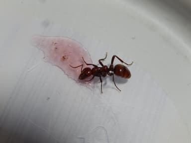 Polyergus rufescens — queen photo 33