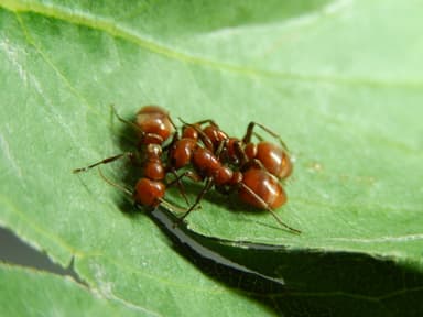 Polyergus rufescens — queen photo 34
