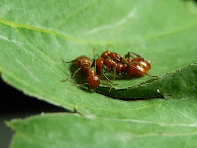 Polyergus rufescens — queen photo 35