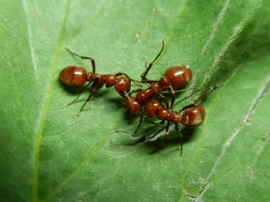 Polyergus rufescens — queen photo 36