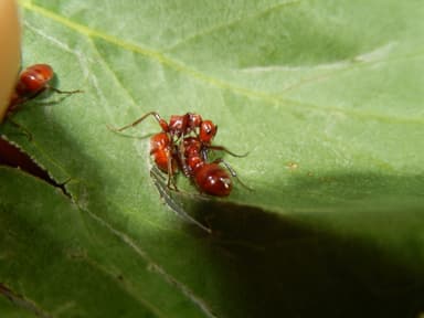 Polyergus rufescens — queen photo 37