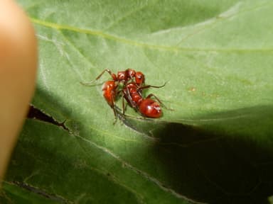 Polyergus rufescens — queen photo 38
