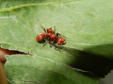 Polyergus rufescens — queen photo 39