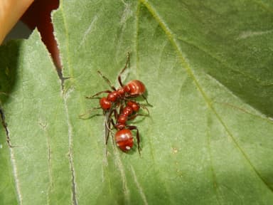 Polyergus rufescens — queen photo 40
