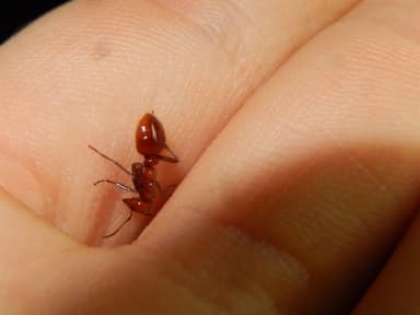 Polyergus rufescens — queen photo 41