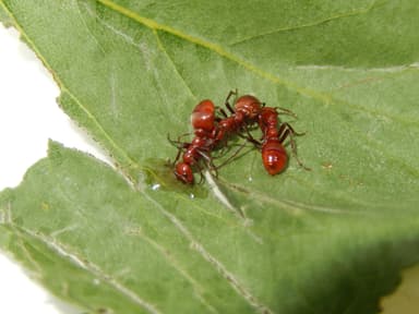 Polyergus rufescens — queen photo 42