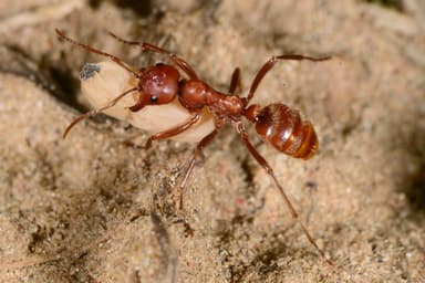 Polyergus rufescens — worker photo 43