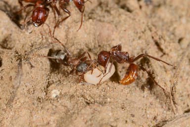 Polyergus rufescens — worker photo 44