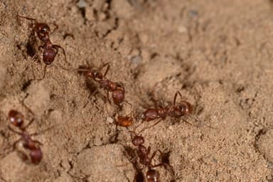 Polyergus rufescens — worker photo 45