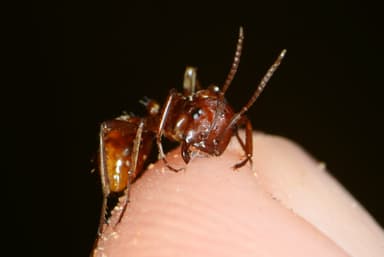 Polyergus rufescens — worker photo 46