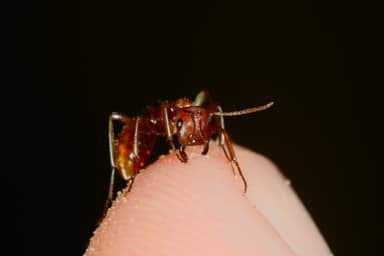 Polyergus rufescens — worker photo 47