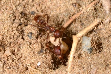 Polyergus rufescens — worker photo 48