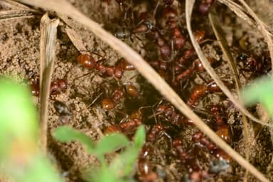 Polyergus rufescens — worker photo 49