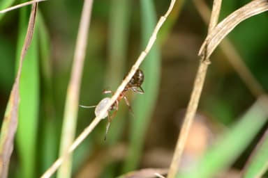 Polyergus rufescens — worker photo 50