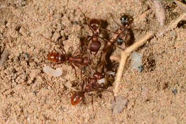Polyergus rufescens — worker photo 51