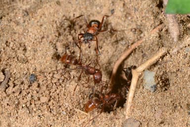 Polyergus rufescens — worker photo 52
