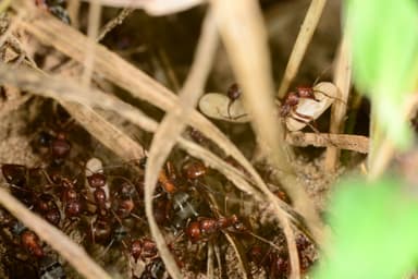 Polyergus rufescens — worker photo 53