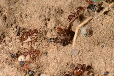 Polyergus rufescens — worker photo 54