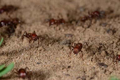 Polyergus rufescens — worker photo 55