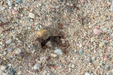 Polyergus rufescens photo 56