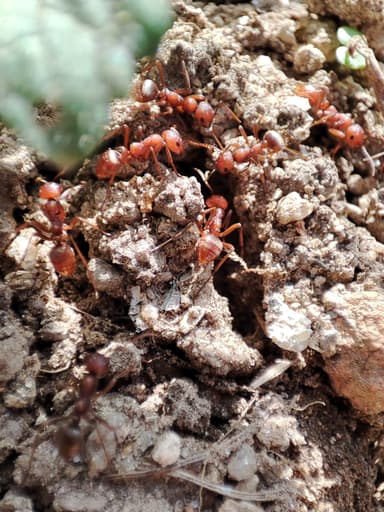 Polyergus rufescens photo 59