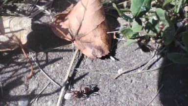 Polyergus rufescens — colony photo 60