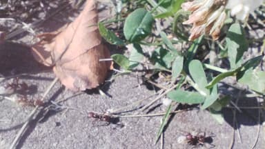 Polyergus rufescens — colony photo 61