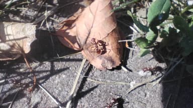 Polyergus rufescens — colony photo 62