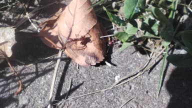 Polyergus rufescens — colony photo 63