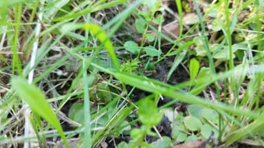 Polyergus rufescens — colony photo 66