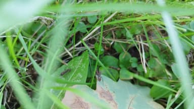 Polyergus rufescens — colony photo 67