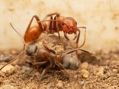 Polyergus rufescens photo 68
