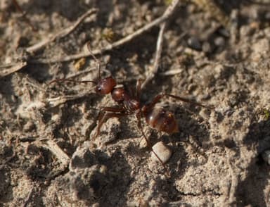 Polyergus rufescens photo 69