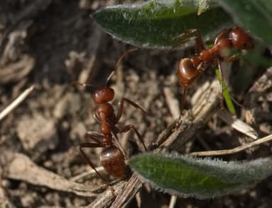 Polyergus rufescens photo 70