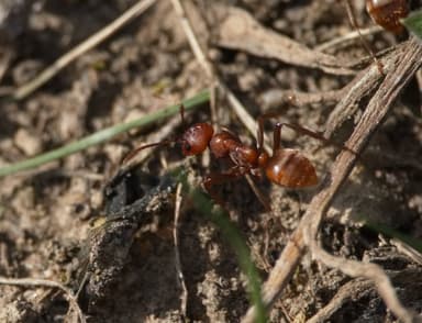 Polyergus rufescens photo 71