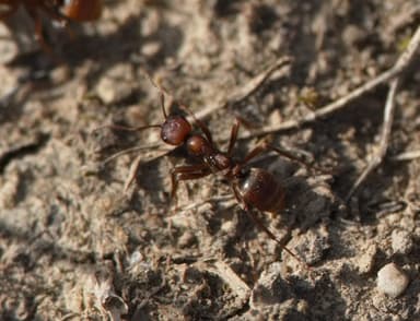 Polyergus rufescens photo 72