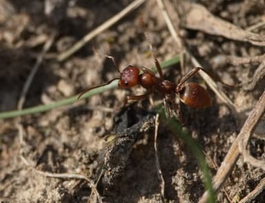 Polyergus rufescens photo 73