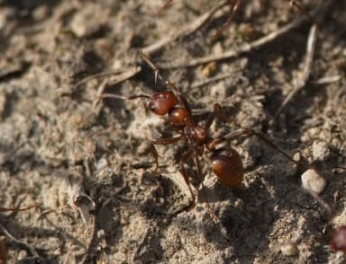 Polyergus rufescens photo 74