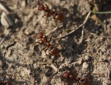 Polyergus rufescens photo 75