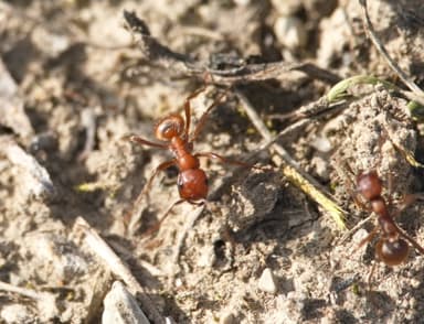 Polyergus rufescens photo 76