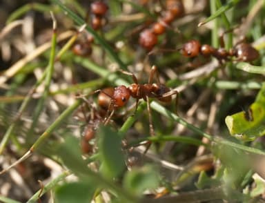 Polyergus rufescens photo 77