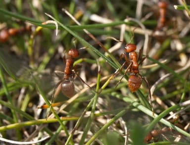 Polyergus rufescens photo 78