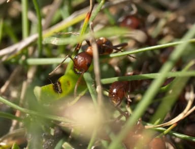 Polyergus rufescens photo 79